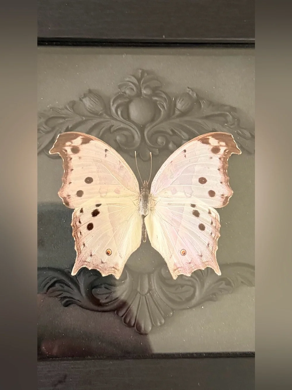 Framed Forest Mother of Pearl Butterfly Taxidermy Art - Elegant Home Decor